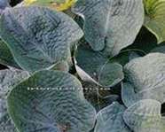 Hosta 'Flash Freeze'