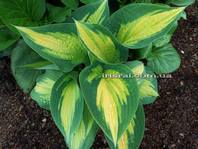 Hosta Forbidden Fruit