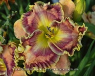 ��������  " FOREVER FASCINATED"