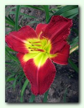 Forsyth White Buds (������ ���� ����)