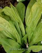 Hosta "Foxfire Good Friday"