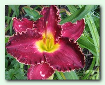 Fransis Of Assisi (������� �� �����)