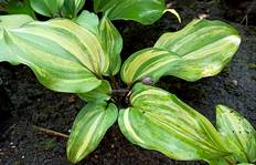 Hosta  "Fireball"