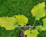 Hosta "Frilly Fantasy"