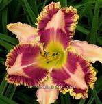 ��������  "FRILLY LILYAN "