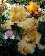 ���� Frilled to Bits