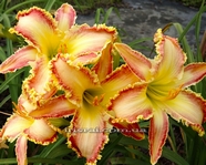 ��������  "GENEVA SUMMER WIND "