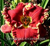 ��������  " GOOD JUJU"