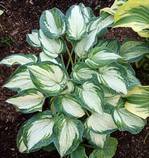 Hosta 'Ghost Spirit'