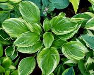 Hosta ''Ginrei''