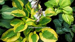 Hosta Glad Rags