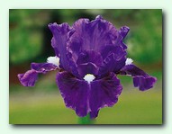 Glamour Cat (����� ���)