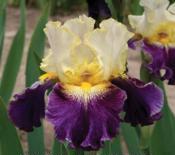 ���� GLITZORAMA