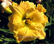 ��������  " Golden Child "