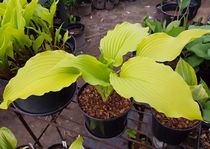 Hosta ' Golden Falls '