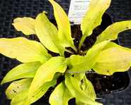 Hosta 'Golden Locks'