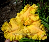 ��������  "GOLDEN SWEET"