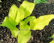 Hosta ' Goldsmith '