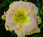 ��������  " GUY'S GRAND ILLUSION "