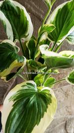 Hosta 'Grandpa's Love'