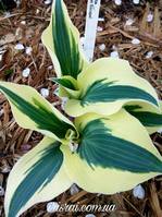 Hosta Great Escape