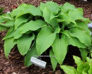 Hosta Gretchen's Grace