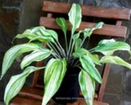 Hosta "Gretchen's Rainbow"