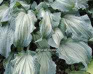 Hosta "Guardian Angel"