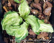 Hosta "Hanjas Crazy Mouse" 
