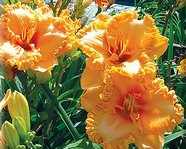 �������� HEAVEN'S GATEKEEPER