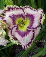 �������� Here Lies Butc