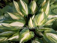 Hosta ' Happy Hour '