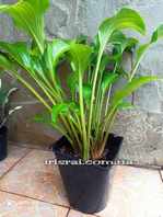 ����� "Hanjas What"