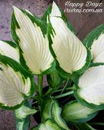 Hosta "Happy Dayz"