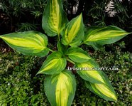 Hosta 'Happy Hour'