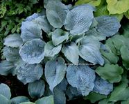 Hosta "Her Eyes Were Blue"