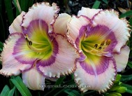 Heron's Cove (������ ����)