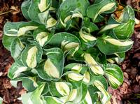 Hosta 'Holy Mouse Ears"