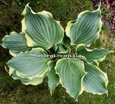 Hosta ''Hope Springs Eternal''