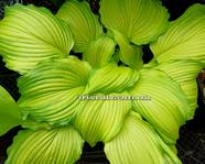 Hosta "First Dance"
