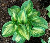 Hosta "Jim Mathews" 