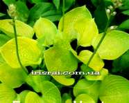 Hosta ' Light of Zetar '