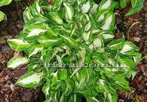 Hosta "Pinwheel"