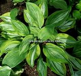 Hosta ' Sir Prize '