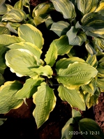 Hosta ' Hot Stuff '