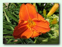 Hot Bronze (��� �����)