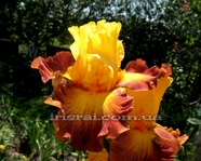 ����� Hot Danish