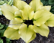 Hosta ' Hotshot '