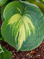 Hosta "Hudson Bay " 