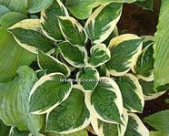  Hosta 'Hypnosis' 